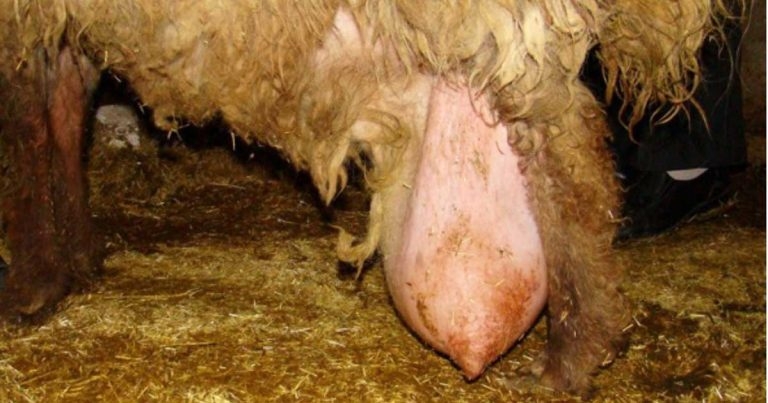 Mastitis in meat sheep: an overview
