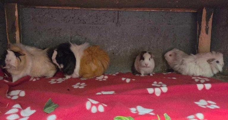 Probe opens into Edinburgh guinea pig abandonment